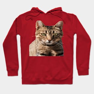 Portrait Of A Cute Tabby Cat With Direct Eye Contact Vector Hoodie